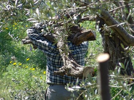 Olive Trees trimming Al koura