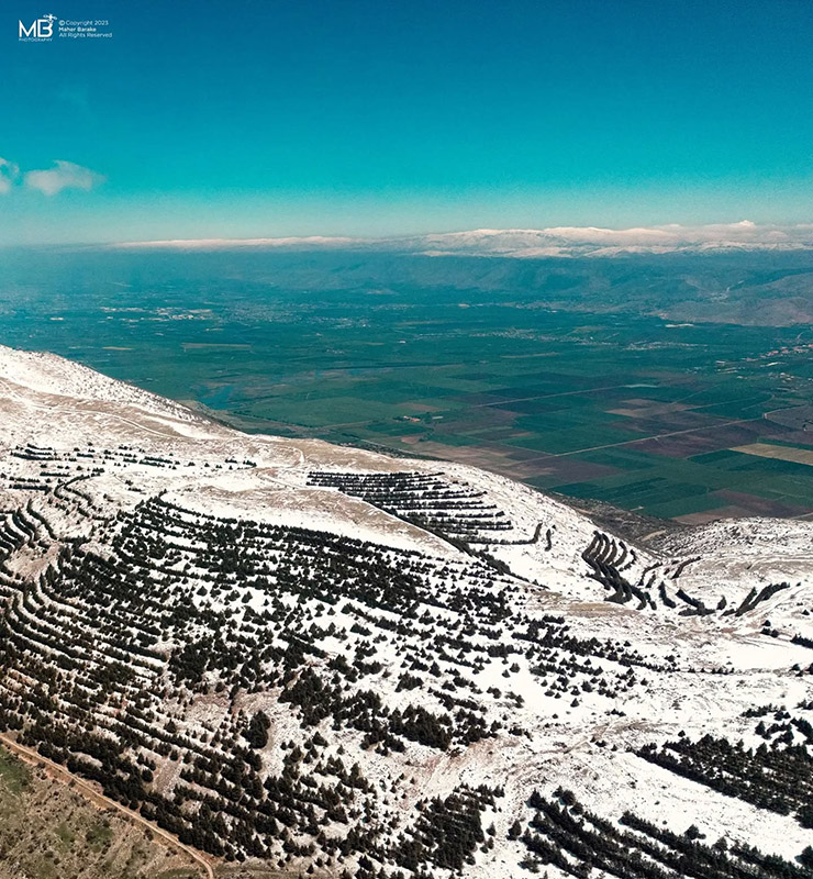 Cedars - Arz