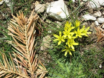 Flowers of Lebanon