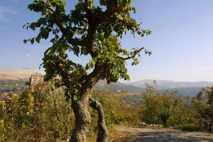 kfardebian