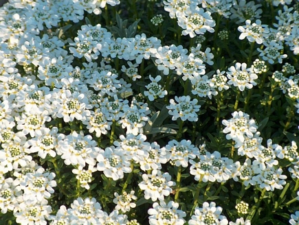 Beautiful white bed of flowers