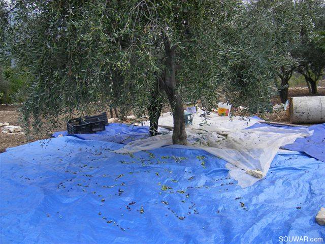 Collecting the olives in Mlikh