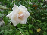 Rosa white