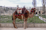 Camel in Beirut