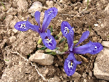 Wild Flowers - Spring 2005
