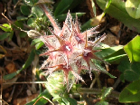 Wild Flowers - Spring 2005