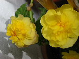 Begonia Yellow