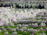 Flowering Almond Field , Bayno