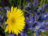Gerbera & Iris, Flowers Of Aadbel, Akkar