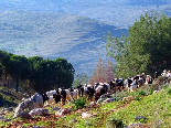 Sheeps In Akkar , Near The Pin Forest , Gebrayel
