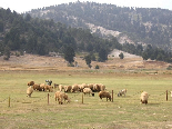 Sheeps In Kamoua Plaines