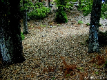 The Carpet Of Dead Leaves , Iron Oak Forest , Fnaydik , Akkar
