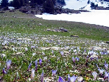 The Snow Going Back & The Flowers Rising , Kobayat National Reserve