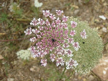 White Wild Flower