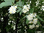 Wild Flowers, Flowers Of Aadbel, Akkar