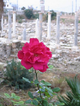 A rose amongst the ruins in Tyre