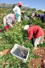Harvesting the Grapes